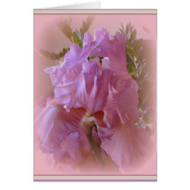 アイリス美しい