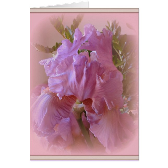 アイリス美しい (正面)