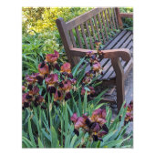 アイリス開花アンドガーデンパークベンチフローラ フォトプリント            (正面)
