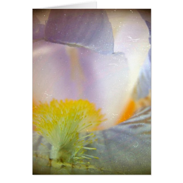 アイリス (正面)