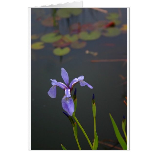 アイリス (正面)