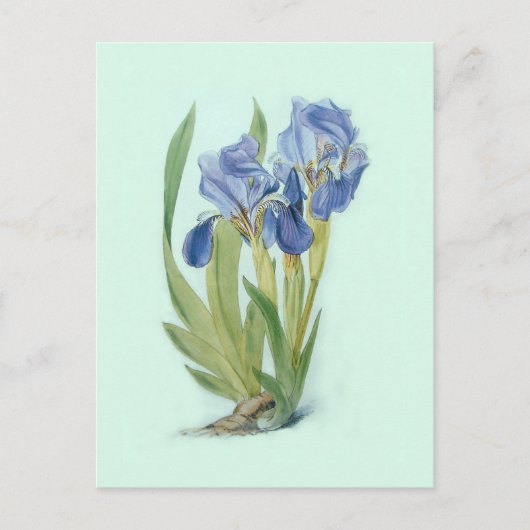 アイリス・アフィラ ポストカード (正面)