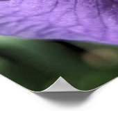 アイリス(アヤメ)の花 紫色の花弁 ポスター (角)