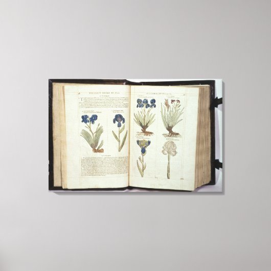 アイリス キャンバスプリント (正面)