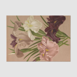 アイリス・ケンフェリ。バールバイアレントーナヘンドリカアレンドセン 薄葉紙