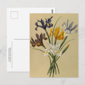 アイリス・シピウム（アイリス・ヒスパニカ）by Arentina Arendsen ポストカード (正面/裏面)