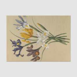 アイリス・シピウム（アイリス・ヒスパニカ）by Arentina Arendsen 薄葉紙