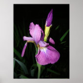 アイリス ポスター (正面)
