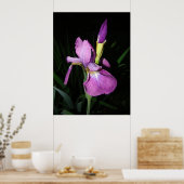 アイリス ポスター (キッチン)