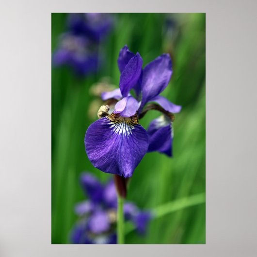 アイリス ポスター (正面)