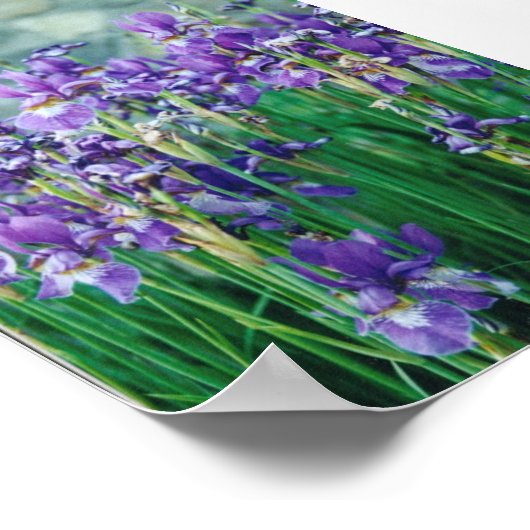 アイリス ポスター (角)