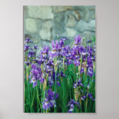 アイリス ポスター (正面)