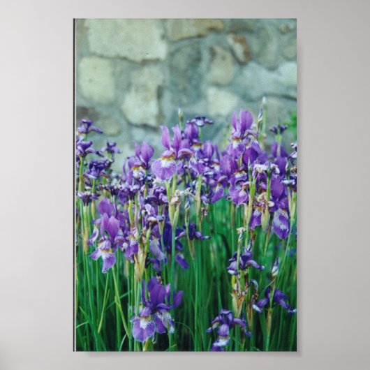 アイリス ポスター (正面)