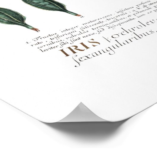 アイリス ポスター (角)