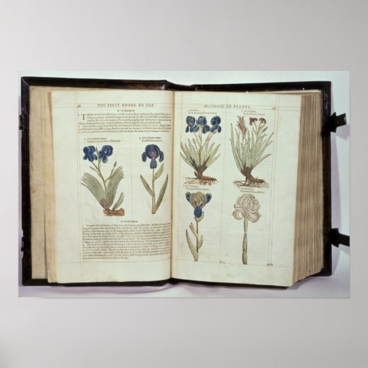 アイリス ポスター (正面)