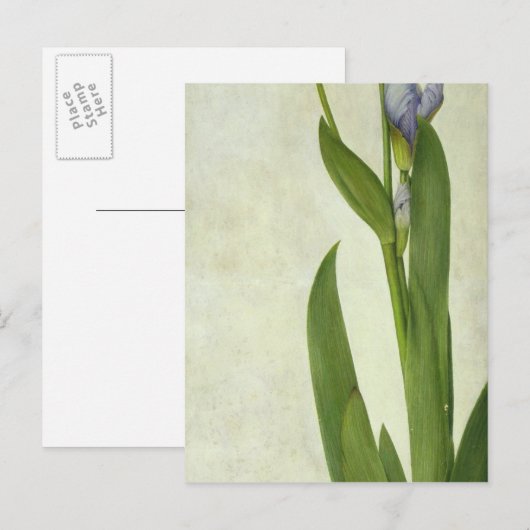 アイリス ポストカード (正面/裏面)