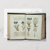 アイリス ポストカード (正面/裏面)