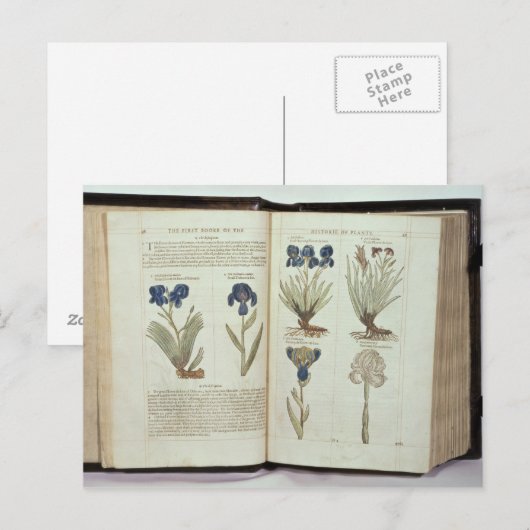 アイリス ポストカード (正面/裏面)