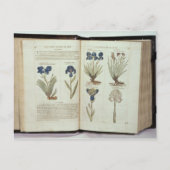 アイリス ポストカード (正面)