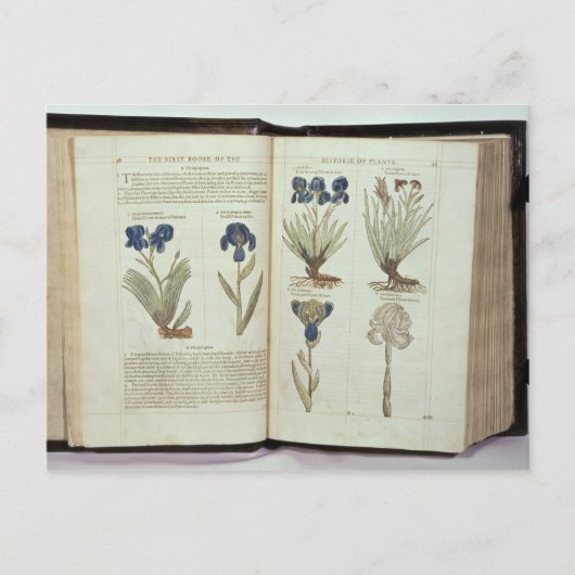 アイリス ポストカード (正面)