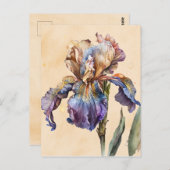 アイリス ポストカード (正面/裏面)