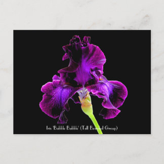 アイリス「泡泡」収集できる郵便はがき ポストカード