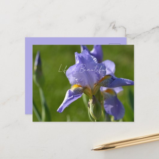 アイリス 紫の花 (私の写真) ポストカード (正面/裏面インサイチュ)