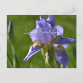 アイリス 紫の花 (私の写真) ポストカード (正面)