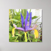 アイリス 紫色の花のガーデン写真 キャンバスプリント (正面)