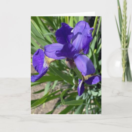 アイリス 紫色の花の写真 ギーティングカード カード (正面)