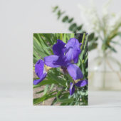 アイリス 紫色の花の写真 ポストカード (スタンド正面)