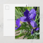 アイリス 紫色の花の写真 ポストカード (正面/裏面)