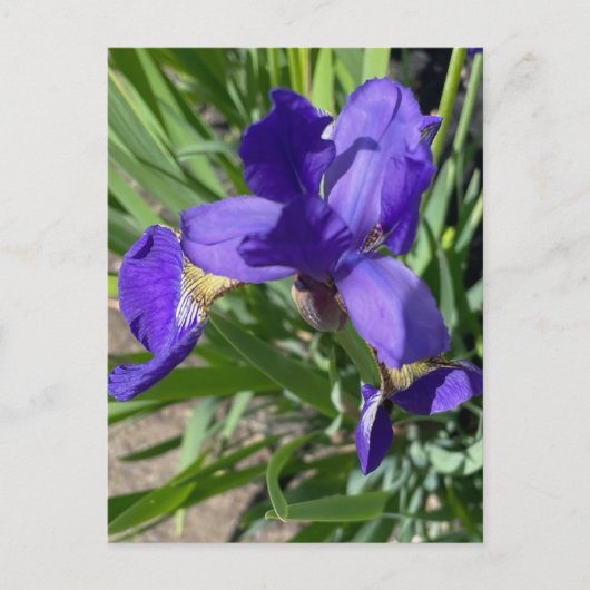 アイリス 紫色の花の写真 ポストカード (正面)