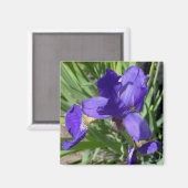 アイリス 紫色の花の写真 マグネット (正面/裏面)