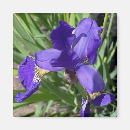 アイリス 紫色の花の写真 マグネット (正面)