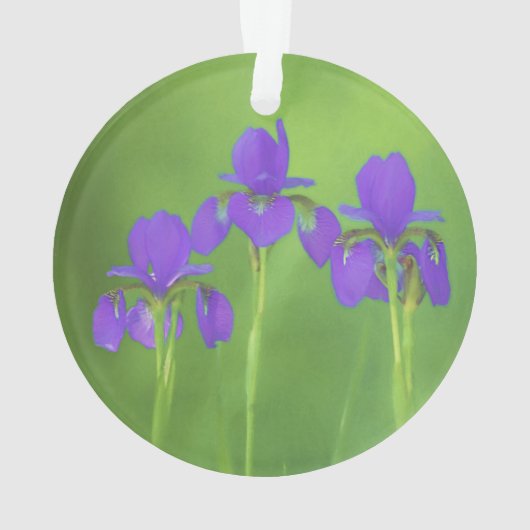 アイリス 紫色の花の絵 - オリジナルアート オーナメント (裏面)