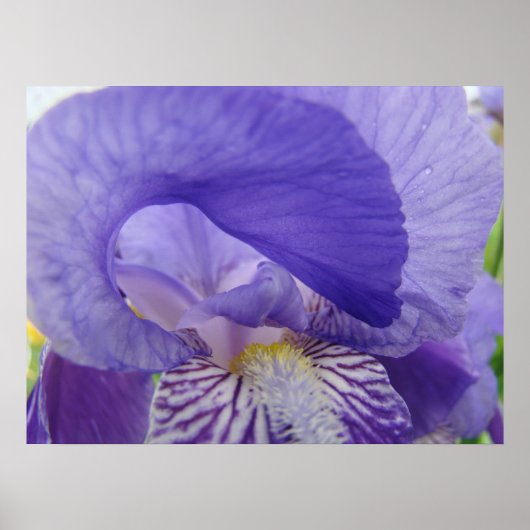 アイリス 紫色の花 アート ポスター 自然の花 印刷 (正面)