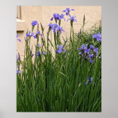 アイリス 紫色の花 フラワー ポスター (正面)