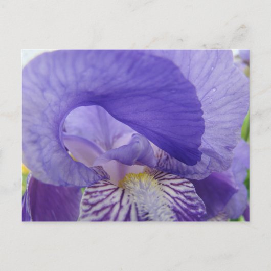 アイリス 花 はがき 紫色の花 自然 (正面)