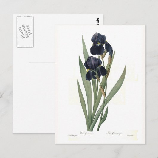 アイリスgermanica ポストカード (正面/裏面)
