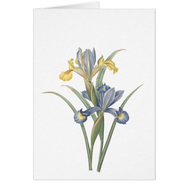 アイリスXiphium (正面)