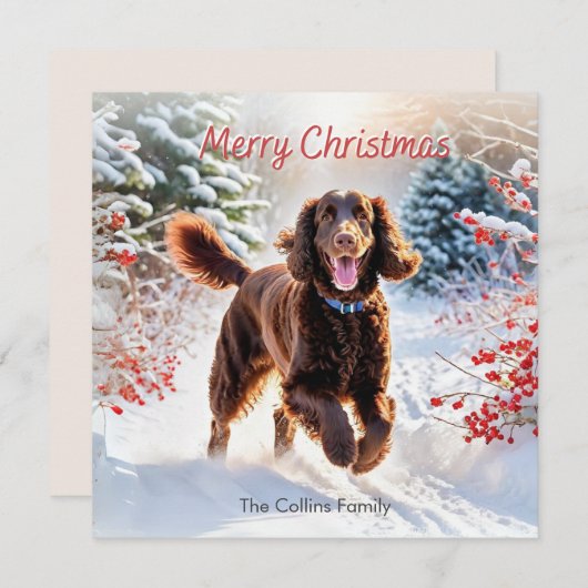 アイリッシュウォータースパニエル犬で雪の冬メリークリスマス シーズンカード (正面/裏面)