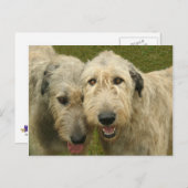 アイリッシュウルフハウンズ ポストカード (正面/裏面)