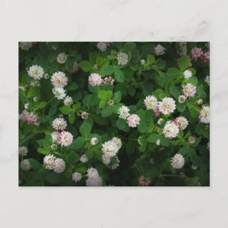 アイリッシュクローバー4リーフ葉ラッキー聖パトリックスの日 ポストカード