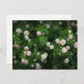 アイリッシュクローバー4リーフ葉ラッキー聖パトリックスの日 ポストカード (正面/裏面)