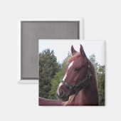 アイリッシュスタリオンマグネット マグネット (正面/裏面)