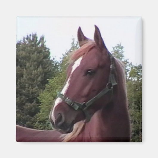 アイリッシュスタリオンマグネット マグネット (正面)