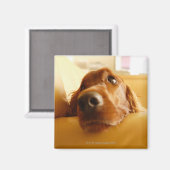 アイリッシュセッターオンソファ マグネット (正面/裏面)