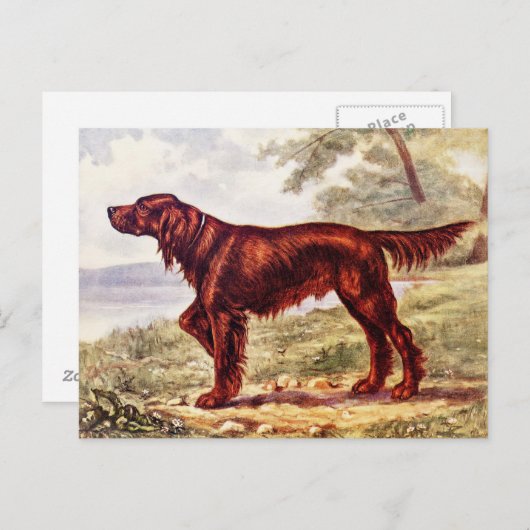 アイリッシュセッター1900犬のイラストレーションスポーツの ポストカード (正面/裏面)
