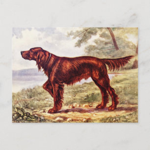 アイリッシュセッター1900犬のイラストレーションスポーツの ポストカード